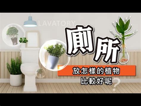 廁所放植物|廁所可以放植物嗎？適合放在浴室、廁所的植物推薦